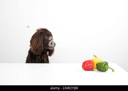 Hund als Koch Stockfoto