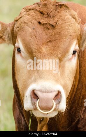 Stier mit goldenem Nasenring, Hausrindervieh, bos taurus, auf einer Weide in der ländlichen Landschaft in Deutschland, Westeuropa, Vorderansicht Stockfoto