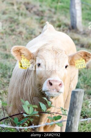 Hausrinder Kälbervieh, bos taurus, direkt in der Kamera auf einer Weide in der ländlichen Landschaft in Deutschland, Westeuropa Stockfoto