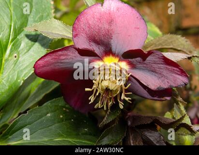 Violette Hellebore Blume Stockfoto