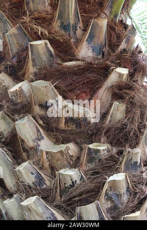 Nahaufnahme des Baumstamms einer Kanareninsel Thatch Palm, Phoenix Canariensis Stockfoto