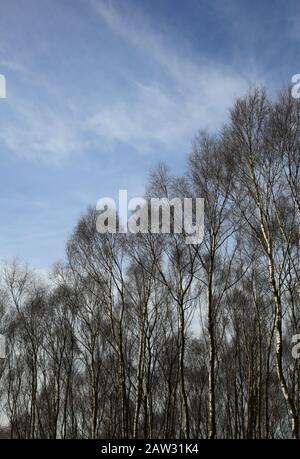 Silberne Birchbäume (betula Pendula) gegen einen blauen Himmel im Winter. Stockfoto