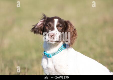 Kopfschuss des Hundes auf einem Feld Stockfoto