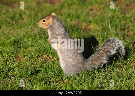 Nahaufnahme eines Grauhörnchens (Sciurus carolinensis). In meinem lokalen Naturreservat in Cardiff, Wales, Großbritannien, aufgenommen Stockfoto