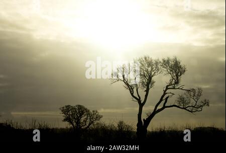 Ein einsamer Baum im Herzen des Vereinigten Königreichs. Stockfoto