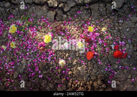 Blumen und Blumenblätter verstreut über trockene, rissige Erde Stockfoto