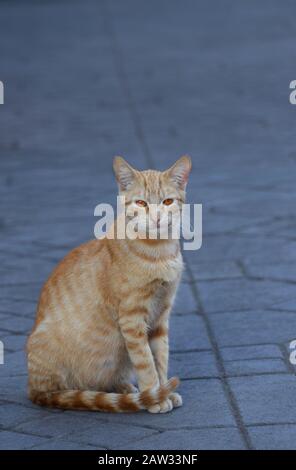 Eine Ingwer-Tabby-Katze mit auffälligen orangefarbenen Augen, die auf der Straße sitzt Stockfoto