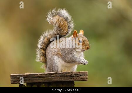 Nahaufnahme eines Grauhörnchens (Sciurus carolinensis). In meinem lokalen Naturreservat in Cardiff, Wales, Großbritannien, aufgenommen Stockfoto