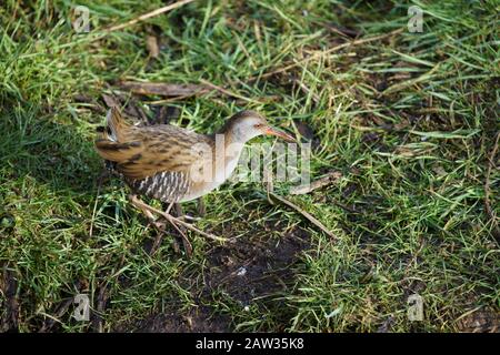 Im Winter läuft eine schüchterne kastanienbraune und schwarze Wasserbahn durch sumpfiges Gras, Staveley Nature, Reserve, Knaresborough, North Yorkshire, VEREINIGTES KÖNIGREICH. Stockfoto