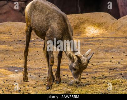 Nahaufnahme eines weiblichen Bighorn-Schafs, das Heu isst, tropische Tierspezialitäten aus Nordamerika Stockfoto