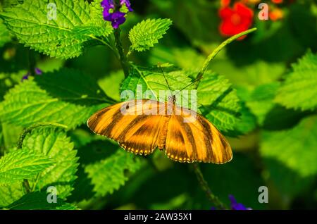 Gebänderter orangefarbener Tiger-Helikonischer, dorsaler Blick, tropischer bunter Schmetterlings-Spezie aus Amerika Stockfoto