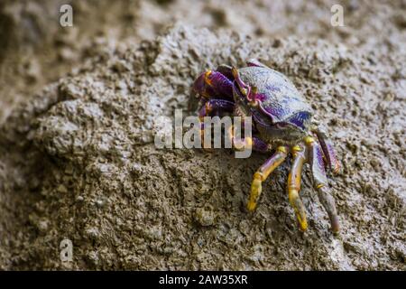 Nahaufnahme eines weiblichen Fiddler-Krabben, der Sand, tropische Krebstiere isst Stockfoto