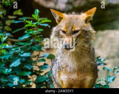 Goldener Schakal mit seinem Gesicht im Nahaufnahme, Wild Dog Specie aus Eurasien Stockfoto