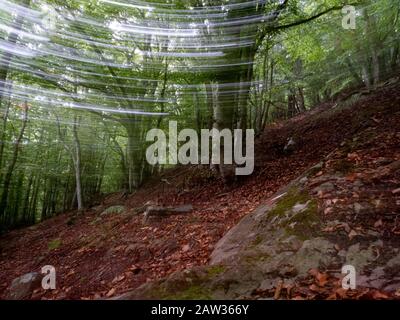 Zauberwald Stockfoto