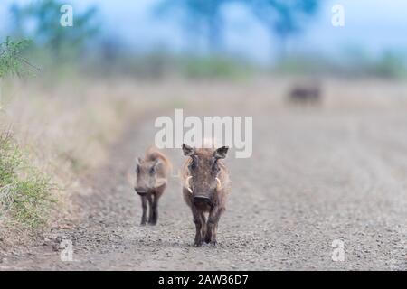 Warthog mit Ferkeln, mit Baby warthog Stockfoto