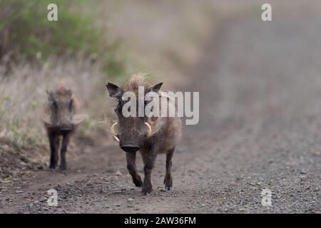 Warthog mit Ferkeln, mit Baby warthog Stockfoto