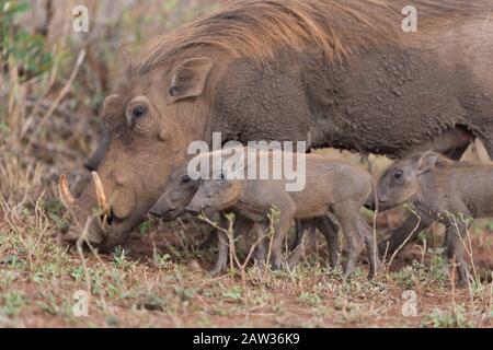 Warthog mit Ferkeln, mit Baby warthog Stockfoto