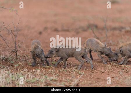 Warthog mit Ferkeln, mit Baby warthog Stockfoto