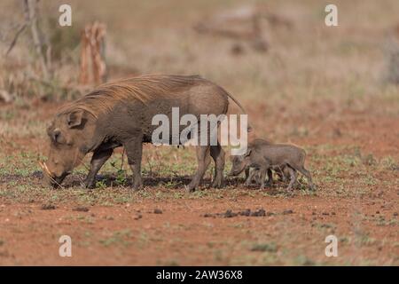 Warthog mit Ferkeln, mit Baby warthog Stockfoto