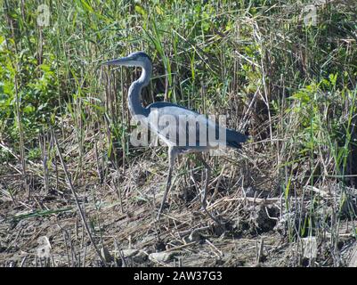 Graureiher ardea cinerea wilder Vogel stand auf dem Flussufer in Gras Schilf Stockfoto