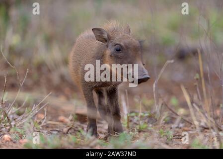 Warthog mit Ferkel, Baby-Warthog in der Wildnis Stockfoto