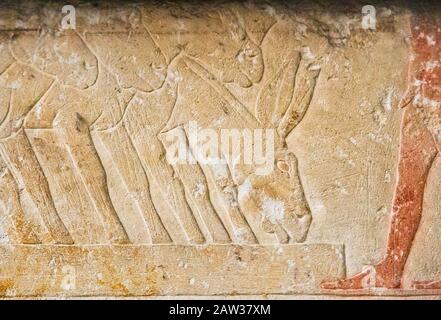 Ägypten, Kairo, Ägyptisches Museum, aus dem Grab von Kaemrehu, Saqqara, Detail eines großen Reliefs, das die landwirtschaftliche Szene darstellt: Esel. Stockfoto