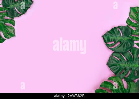 Monstera hinterlässt einen rosafarbenen Hintergrund. Tropisches Konzept mit freiem Kopierraum für Text. Stockfoto