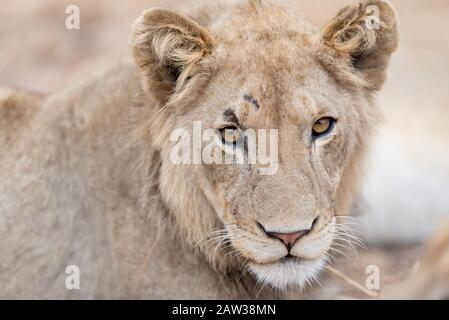 Lion Cub Stockfoto