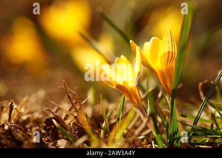 Im Frühlinggarten wachsen gelbe Krokusblüten Stockfoto