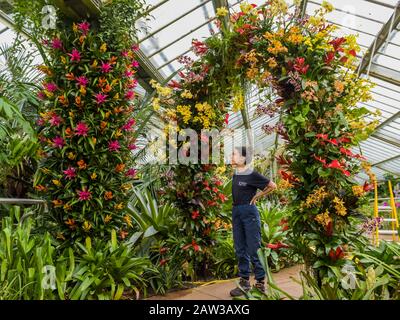 London, Großbritannien. Februar 2020. Kew Gardens' erstes Orchideenfestival, das sich mit dem Thema "das Land Indonesiens" im Princess of Wales Conservatory beschäftigt. Credit: Guy Bell/Alamy Live News Stockfoto