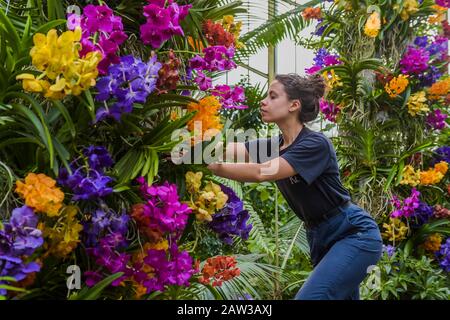 London, Großbritannien. Februar 2020. Kew Gardens' erstes Orchideenfestival, das sich mit dem Thema "das Land Indonesiens" im Princess of Wales Conservatory beschäftigt. Credit: Guy Bell/Alamy Live News Stockfoto