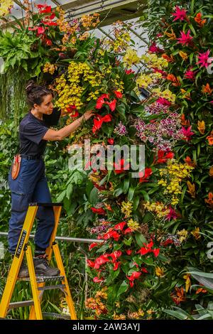London, Großbritannien. Februar 2020. Kew Gardens' erstes Orchideenfestival, das sich mit dem Thema "das Land Indonesiens" im Princess of Wales Conservatory beschäftigt. Credit: Guy Bell/Alamy Live News Stockfoto