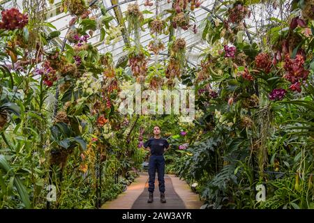 London, Großbritannien. Februar 2020. Kew Gardens' erstes Orchideenfestival, das sich mit dem Thema "das Land Indonesiens" im Princess of Wales Conservatory beschäftigt. Credit: Guy Bell/Alamy Live News Stockfoto