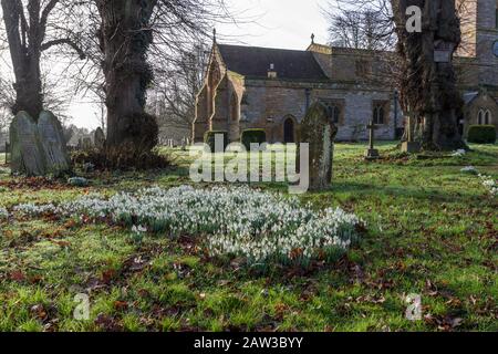 Flecken von blühenden Schneefällen, die im Kirchhof von St Michael and All Angels, Bugbrooke, Northamptonshire, Großbritannien wachsen Stockfoto