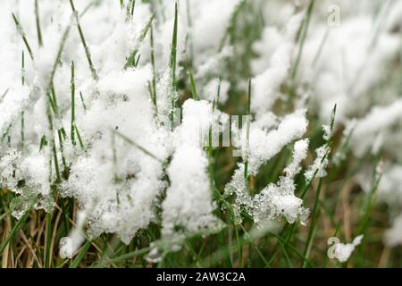 Grünes Gras mit weißem Schnee bedeckt Stockfoto