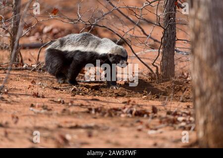 Honigbadger in der Wildnis Stockfoto