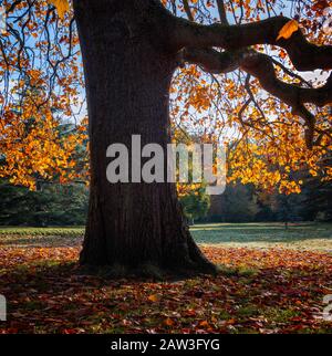 Herbstliche Szene, Greenwich Park, London. Stockfoto