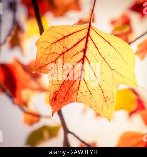 Eine Nahaufnahme eines Herbstblatts. Stockfoto