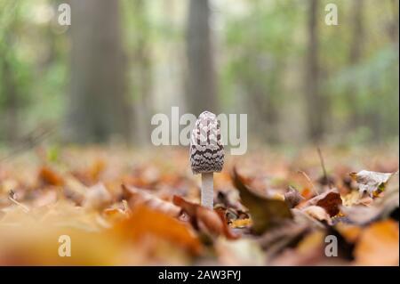 Magpie-Pilz im Herbst Stockfoto