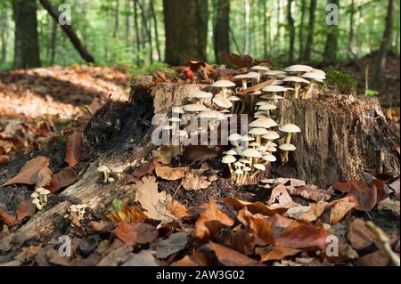 Schwefelbündel im Wald Stockfoto