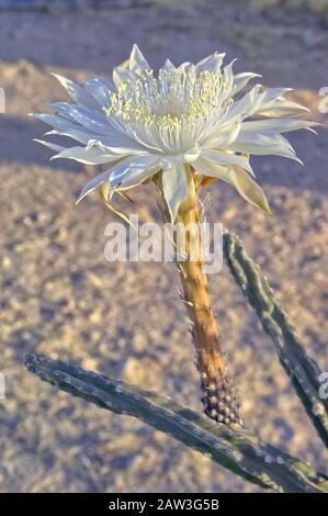 Die Blume eines nächtlichen blühenden Kakteens, der in Arizona heimisch ist und als Königin der Nacht bekannt ist, der die Strahlen der aufgehenden Sonne fängt. Dieser Kaktus blüht nur einmal Stockfoto