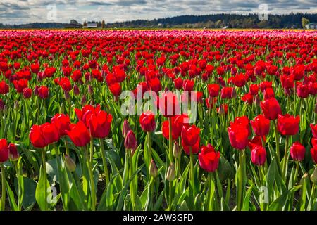Tulpenfeld bei Skagit Valley Tulpenfest, Mount Vernon, Washington State, USA Stockfoto