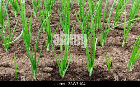 Grüne Zwiebeln wachsen im Garten. Plantage im Gemüsegarten. Im Garten angebautes Gemüse. Grünes Zwiebelfeld auf einem Bauernhof. Stockfoto