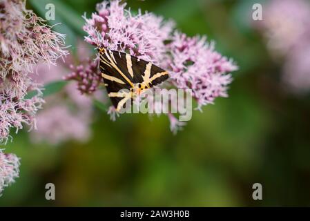 Jersey Tiger - Schmetterling - Euplagia quadrastripunctaria Stockfoto