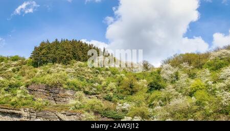 Pflanzen- und Baumartenvielfalt mit blühenden Büschen und Bäumen auf einem sedimentären Felshügel im Frühjahr, Stuxberg, Unkel, Rheinland-Pfalz, Deutschland Stockfoto