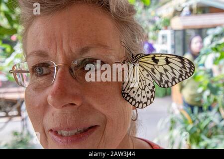 Reispapier-Schmetterling Stockfoto