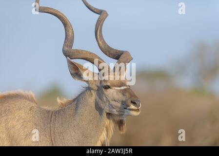 Kudu-Porträt in der Wildnis Stockfoto