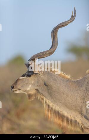Kudu-Porträt in der Wildnis Stockfoto