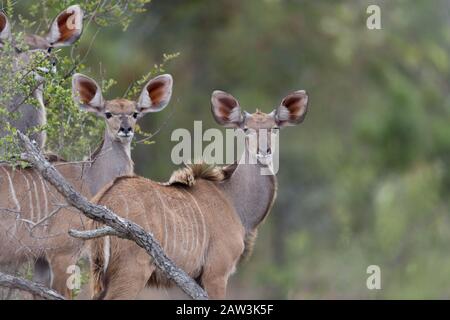 Kudu-Porträt in der Wildnis Stockfoto