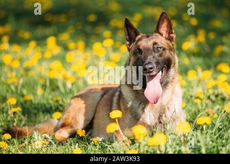 Malinois Hund Im Freien In Green Spring Meadow. Der Belgische Hirtenhund Ruht In Grünem Gras Stockfoto